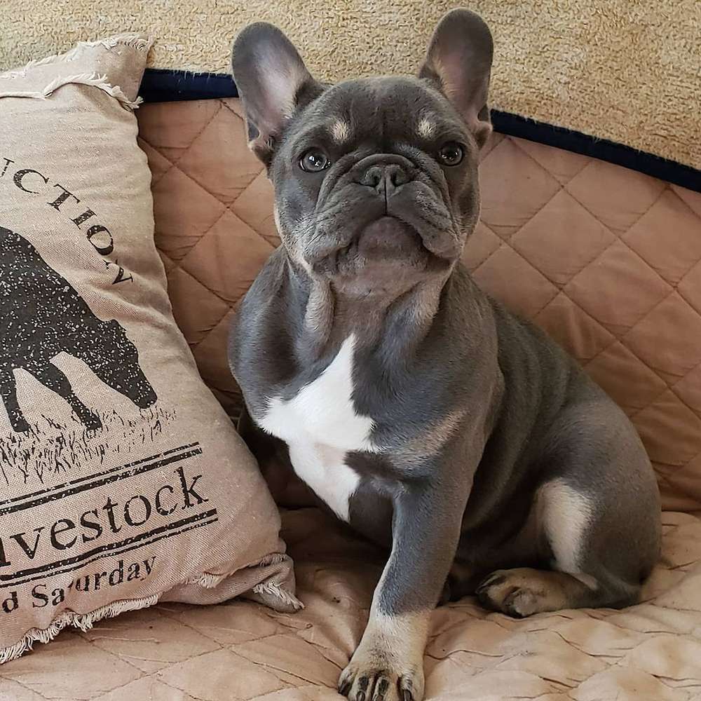 Baby Mac Gracie of T-Luxe Frenchbulldogs