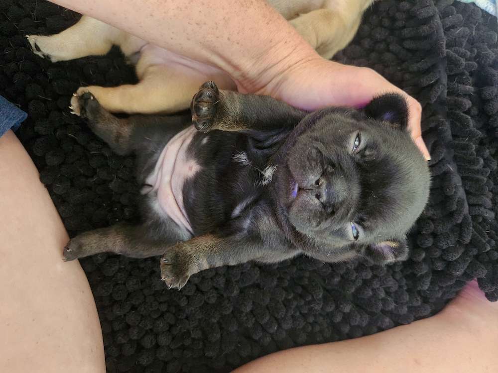 Newest Litter Announcement!!!!